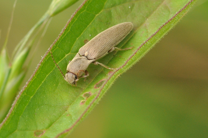 Elateridae: Agriotes litigiosus