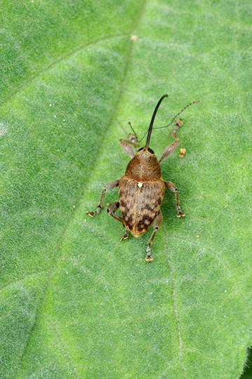 Curculio Nocum o Glandium?