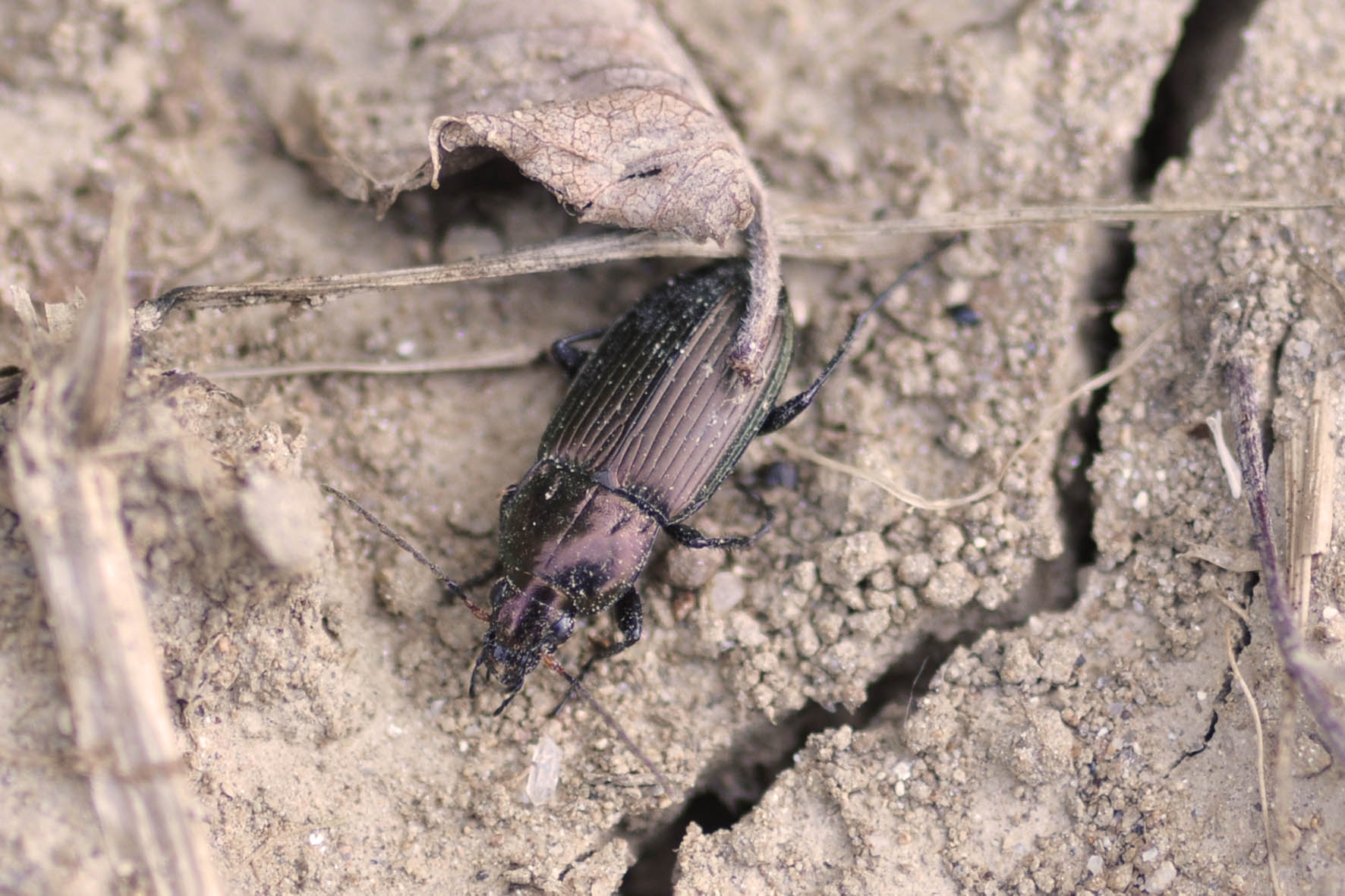 Carabide: Poecilus sp.