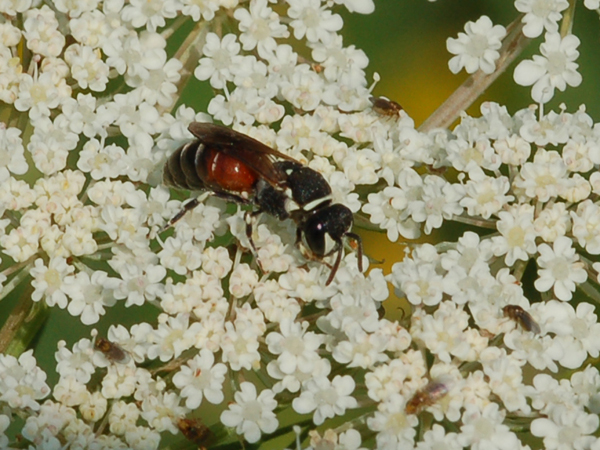 Hylaeus sp. (Apidae Colletinae)