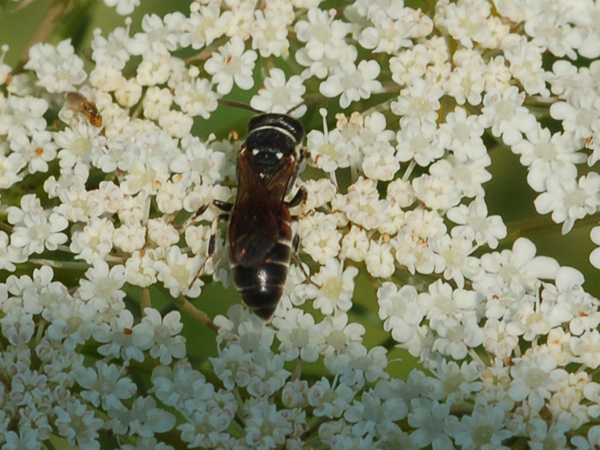 Hylaeus sp. (Apidae Colletinae)