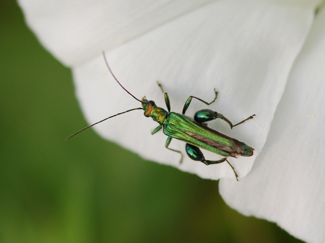 Non riesco a classificarle: Oedemera nobilis