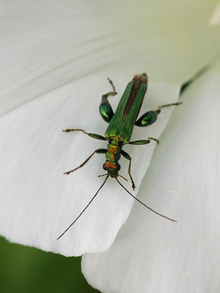 Non riesco a classificarle: Oedemera nobilis