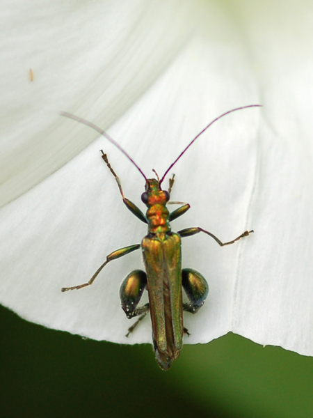 Non riesco a classificarle: Oedemera nobilis