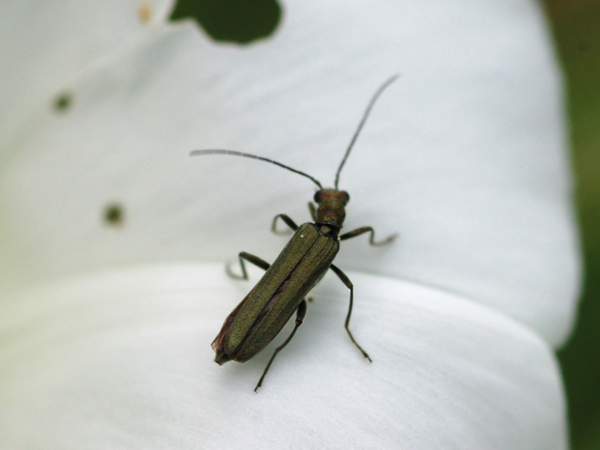 Non riesco a classificarle: Oedemera nobilis