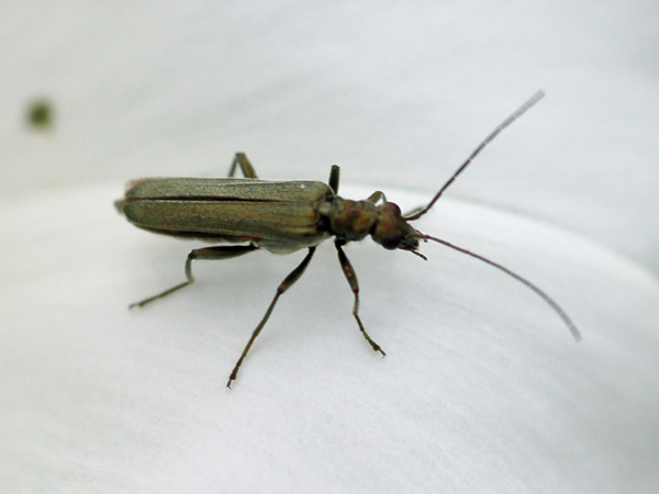 Non riesco a classificarle: Oedemera nobilis