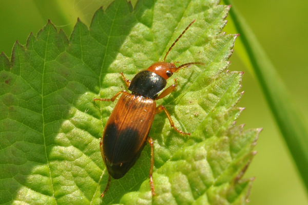 Diachromus germanus (Carabidae)