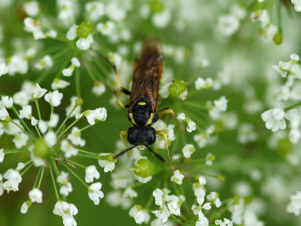 Tenthredinidae...Tenthredo sp.