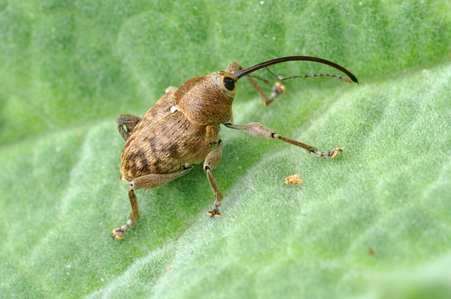 Curculio Nocum o Glandium?