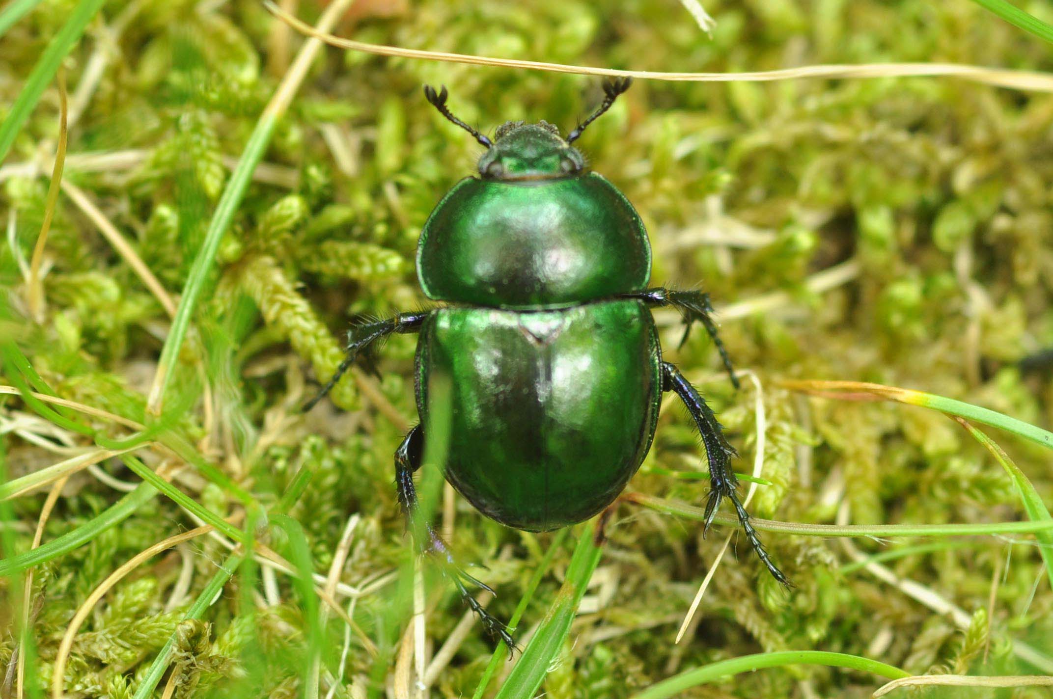 Scarabaeidae? No. Trypocopris sp. (Geotrupidae)