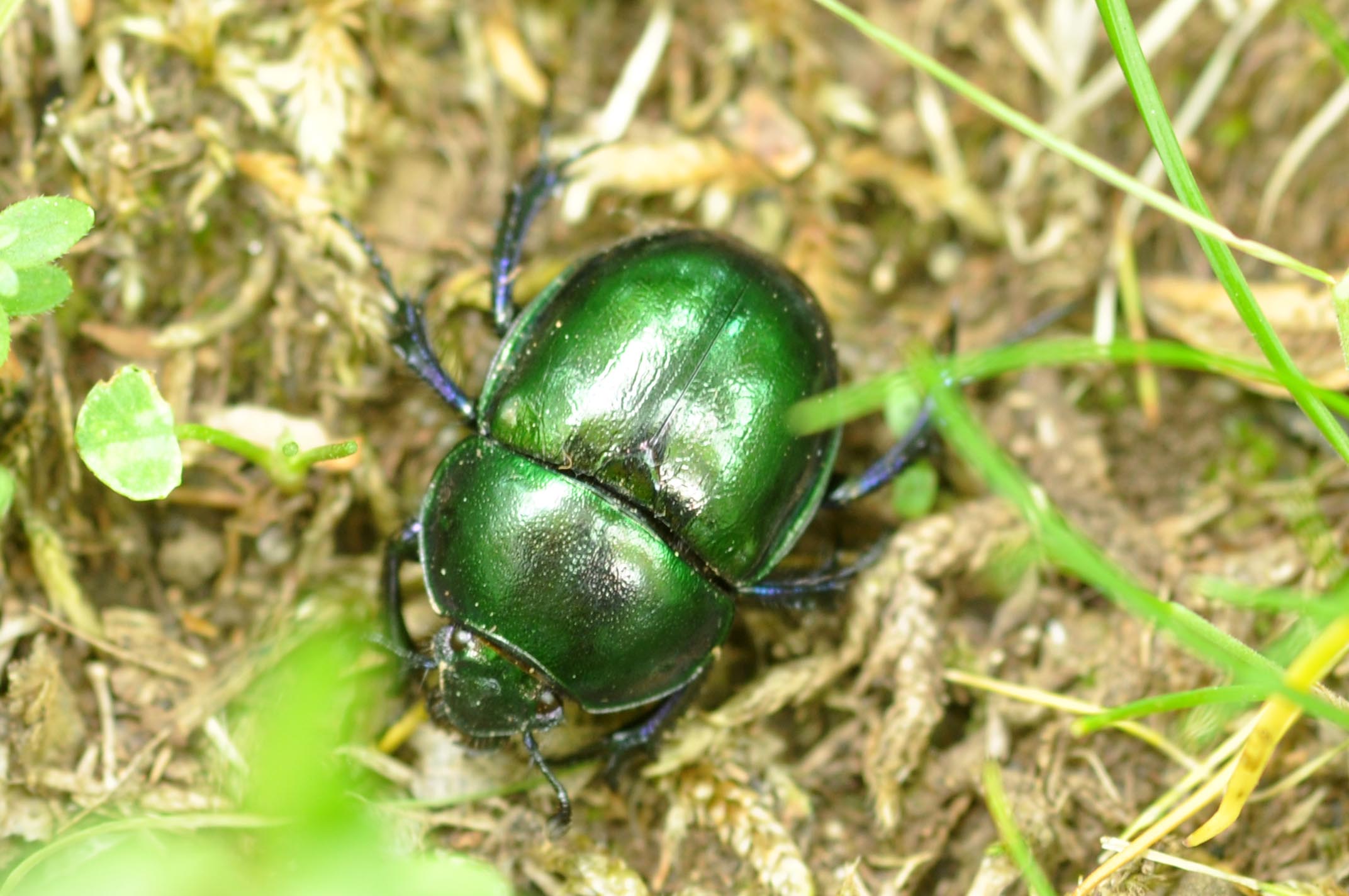 Scarabaeidae? No. Trypocopris sp. (Geotrupidae)