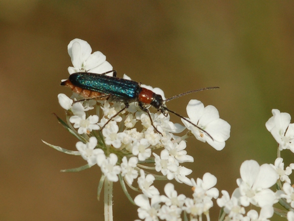 Anagcodes fulvicollis?