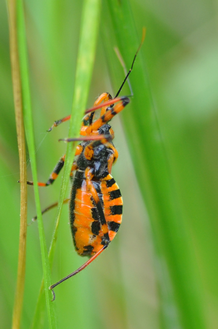 Rhinocoris da classificare