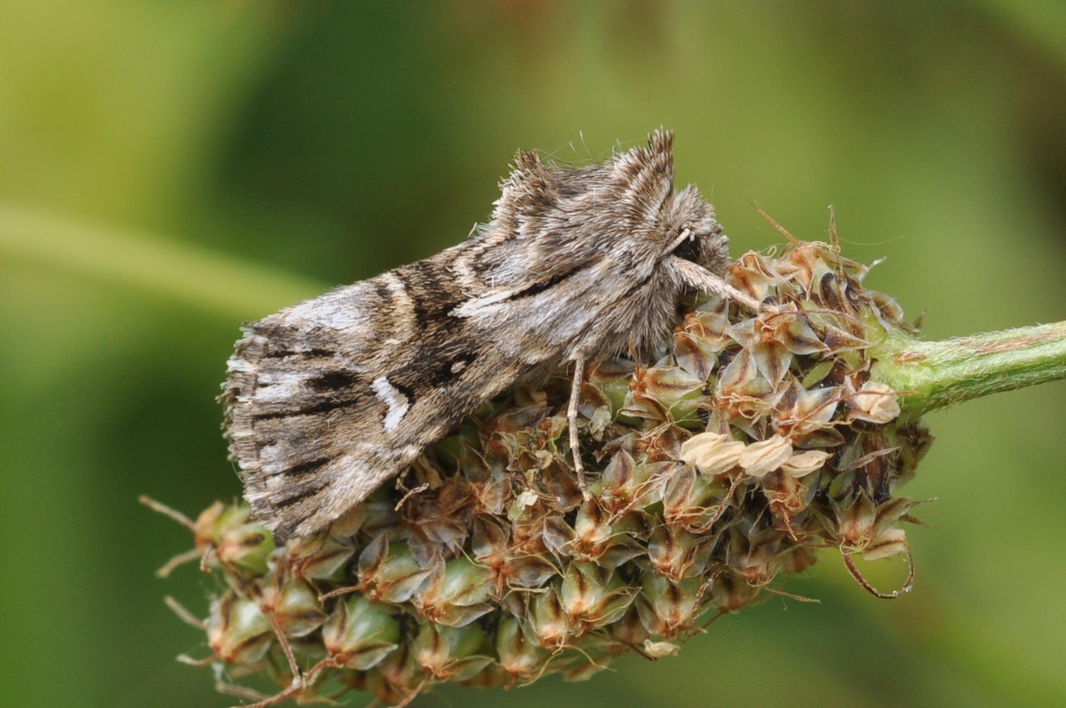 Farfallina da identificare