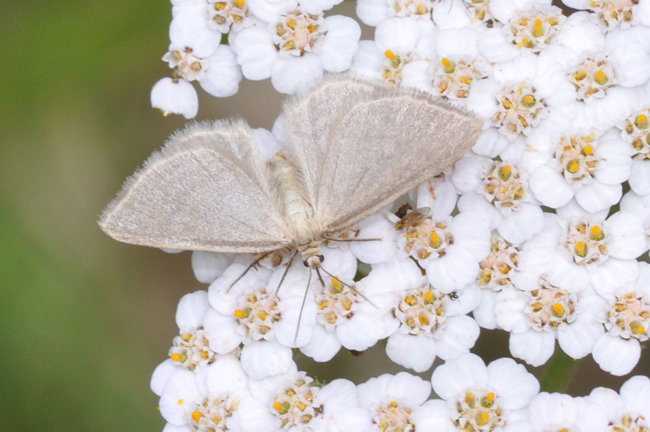 Piccola farfalla da identificare