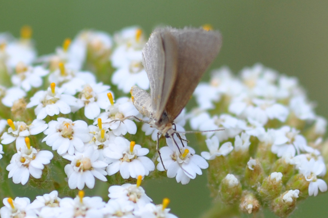 Piccola farfalla da identificare