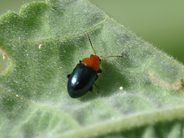 Chrysomelidae?   S, Podagrica sp.  e Smaragdina sp.