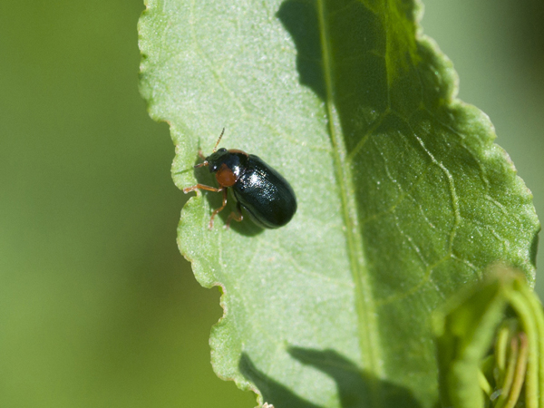 Chrysomelidae?   S, Podagrica sp.  e Smaragdina sp.