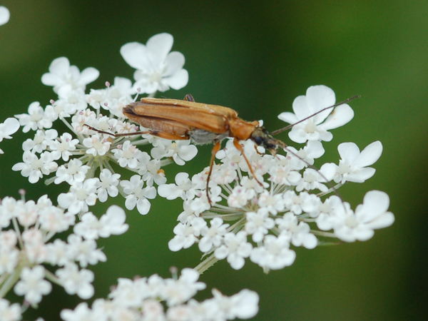 Da identificare: Oedemera podagrariae