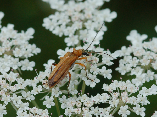 Da identificare: Oedemera podagrariae