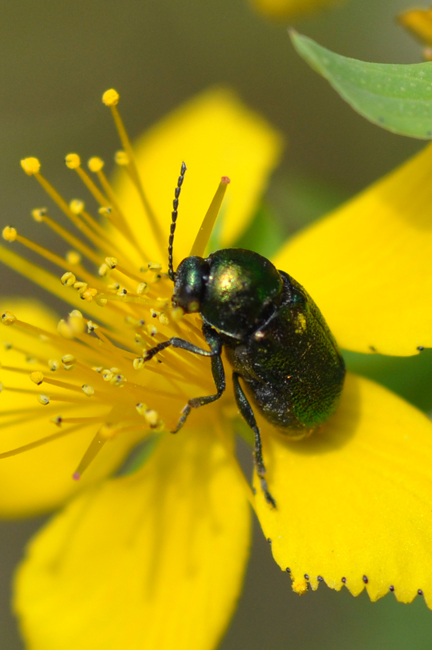 Cryptocephalus hypochaeridis o Cryptocephalus transiens