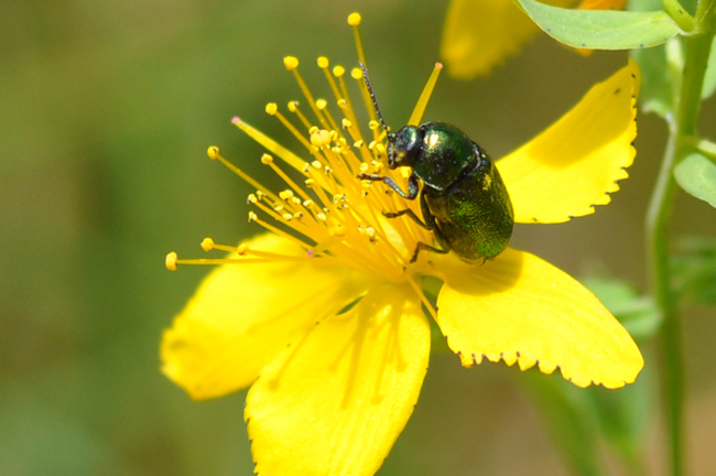 Cryptocephalus hypochaeridis o Cryptocephalus transiens