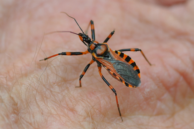 Rhinocoris da classificare