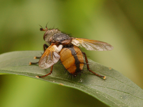 Ectophasia sp.?