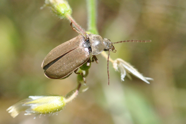 Dascillus cfr cervinus (Dascillidae)