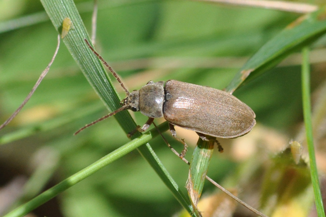 Dascillus cfr cervinus (Dascillidae)