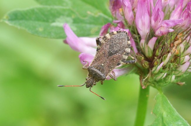 Coreidae:Ceraleptus gracilicornis