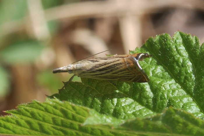 Altra Crambidae da ID