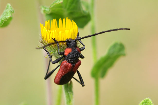 Purpuricenus kaehleri