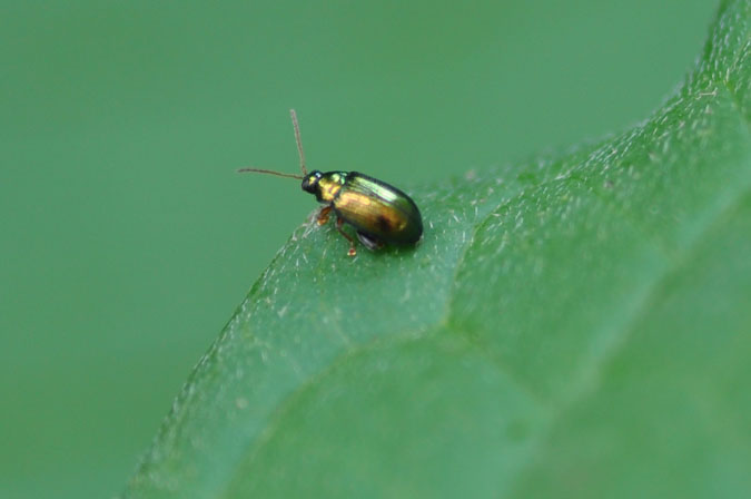 Crepidodera cfr aurea