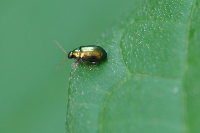 Crepidodera cfr aurea