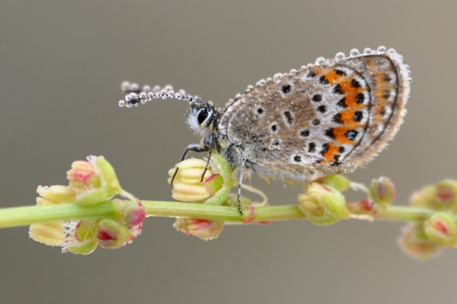 Lycaenidae da ID