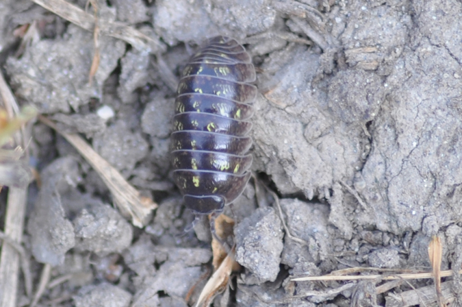 Armadillidium  - Armadillidium depressum ?