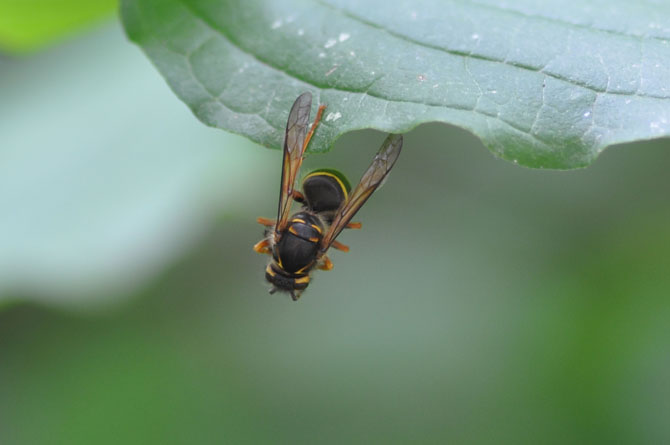 Dolichovespula sp.