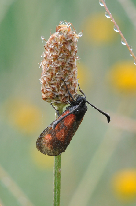 Zygaena (Zygaena) loti  Congermate?