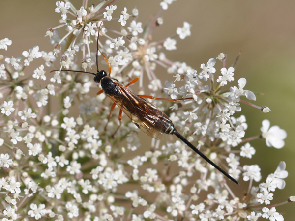 Ichneumonidae Pimplinae Ephialtini. cf. Exeristes.