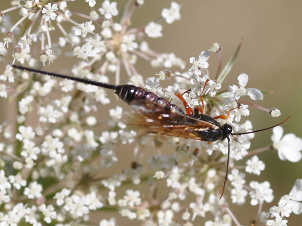 Ichneumonidae Pimplinae Ephialtini. cf. Exeristes.