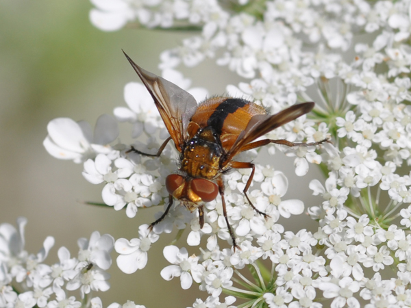 Ectophasia sp.?