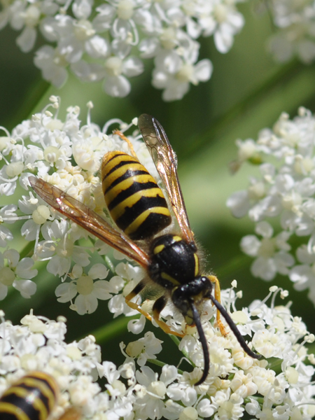 maschio di Dolichovespula cfr silvestris