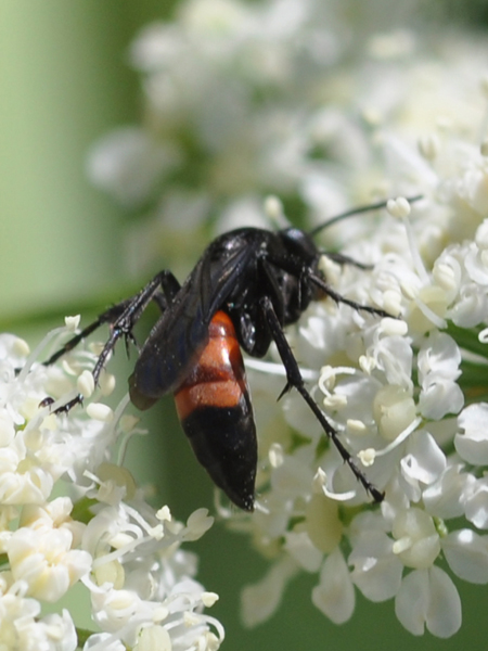 Pompilidae nero e rosso: cfr. Anoplius sp.