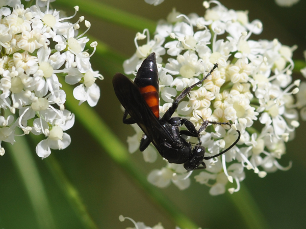 Pompilidae nero e rosso: cfr. Anoplius sp.