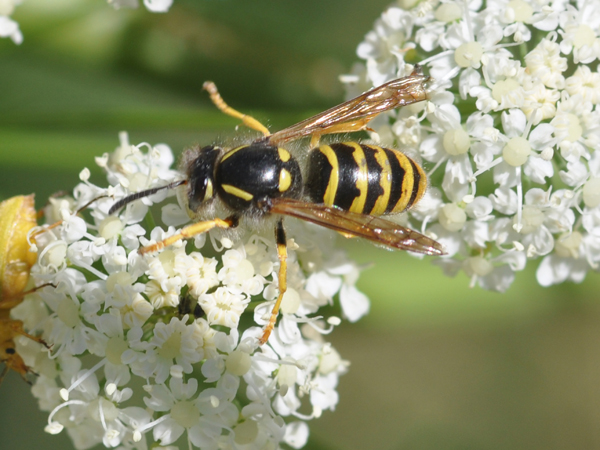 maschio di Dolichovespula cfr silvestris