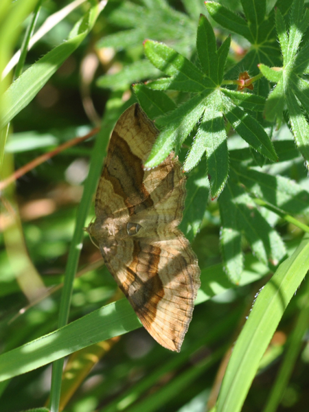 Da identif. : Scotopteryx chenopodiata - E. atomaria ♂