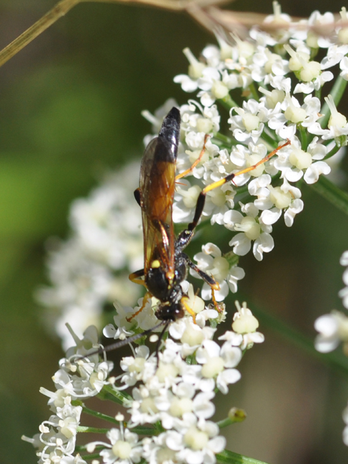 Amblyteles armatorius? Chiedo una conferma