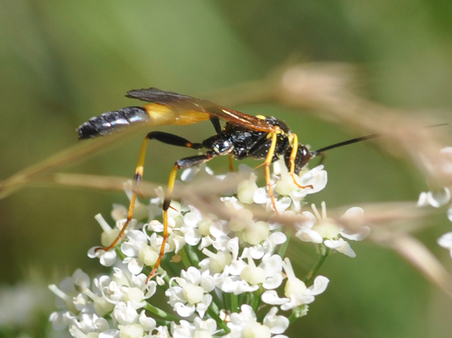 Amblyteles armatorius? Chiedo una conferma