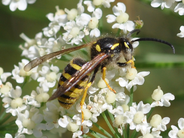 maschio di Dolichovespula cfr silvestris